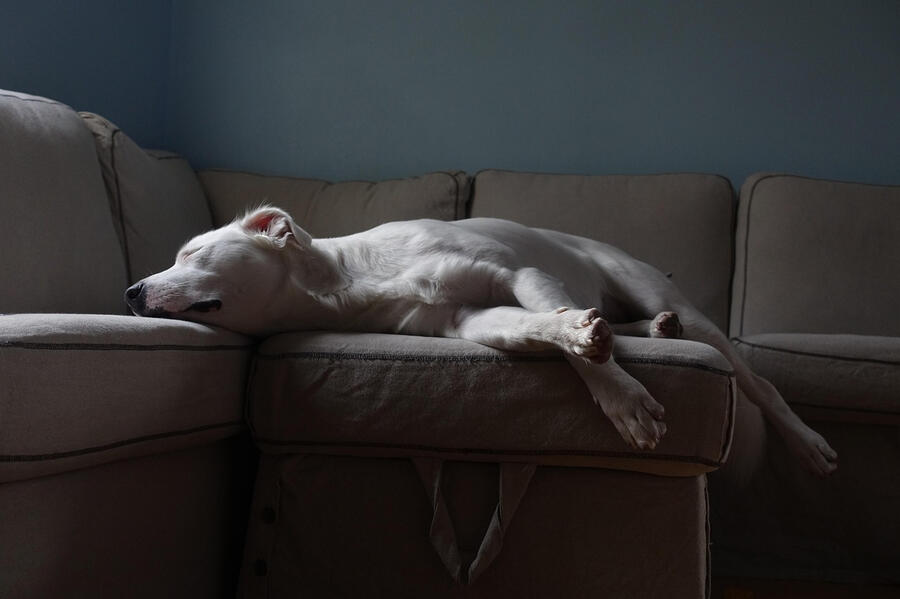 Why Do Dogs Sleep With Their Bum Facing You? Explained