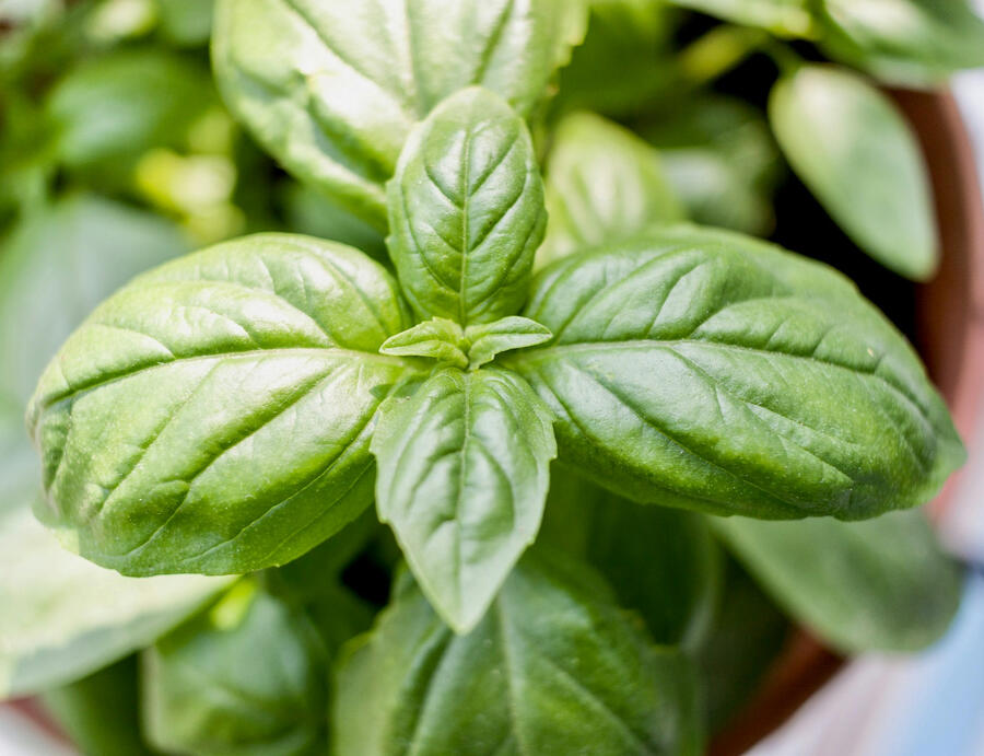 Healthy Basil leaves
